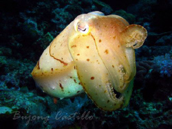 Cuttlefish - Taken at Koala dive site in Anilao, Batangas... by Arthur Castillo 